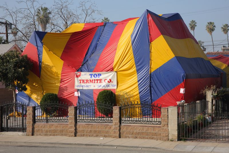 A residential property subject to tent fumigation or "tenting", a process in which the property is sealed over with a ca